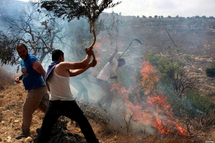 News Israeli settlers set fire to 50 olive trees in Hebron